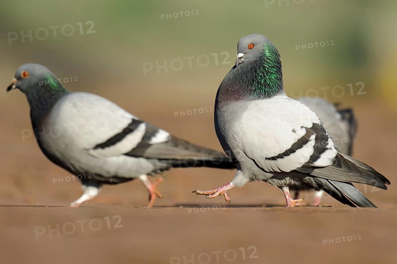 City pigeons, feral domestic pigeon