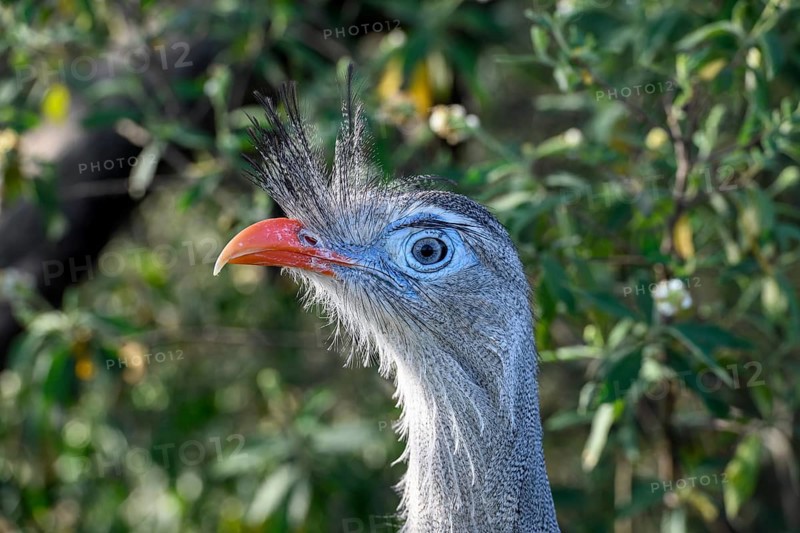 Red-legged seriema (Cariama cristata) at the breeding station of the Conservation Land Trust at the Estancia El Socorro, Portrait, at Colonia Carlos Pellegrini, Esteros del Iberá, Province of Corrientes, Argentina, South America