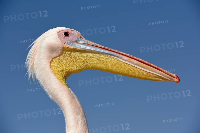 Great white pelican (Pelecanus onocrotalus), animal portrait, near Pelican Point, Walfish Bay, Erongo region, Namibia, Africa