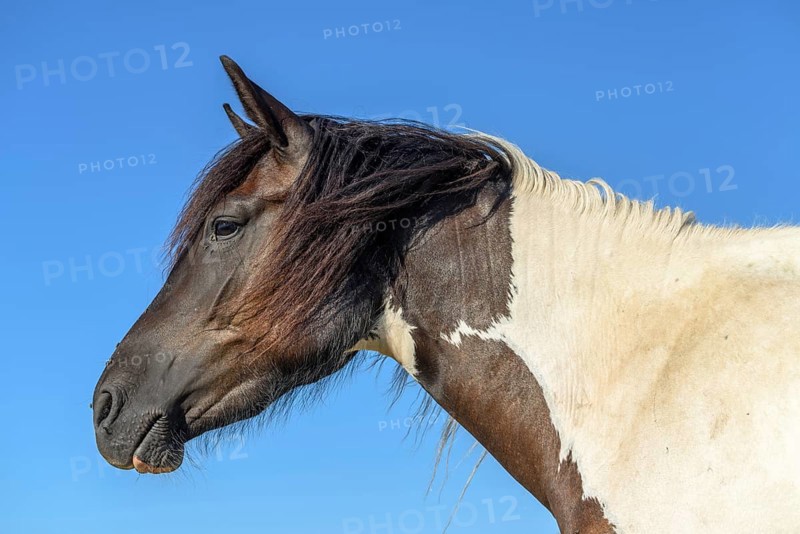 Portrait of a pony in a pasture in the landscape. Bas-Rhin, Collectivite europeenne d'Alsace, Grand Est, France, Europe