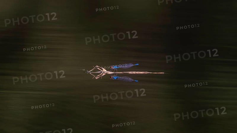 Close-up, small red-eyed damselfly (Erythromma viridulum), male, Neustadt am Rübenberge, Germany, Europe