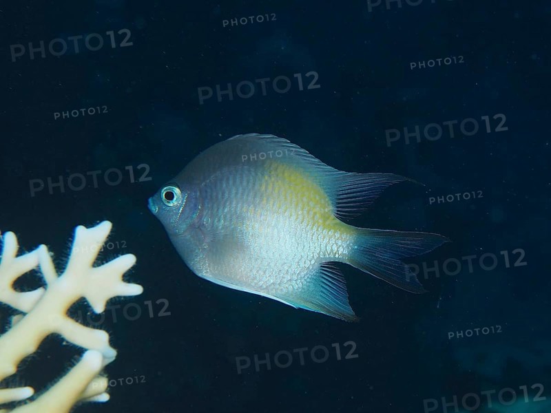 Yellow-sided damselfish (Amblyglyphidodon flavilatus), dive site House Reef, Mangrove Bay, El Quesir, Red Sea, Egypt, Africa