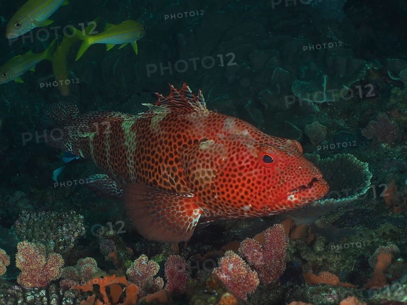 Red grouper (Epinephelus posteli), dive site Sodwana Bay National Park, Maputaland Marine Reserve, KwaZulu Natal, South Africa, Africa
