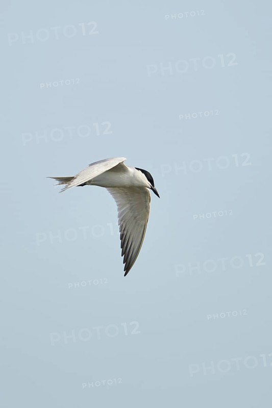 Gull-billed tern (Gelochelidon nilotica) flying in the sky, hunting, ebro delta, Catalonia, Spain, Europe