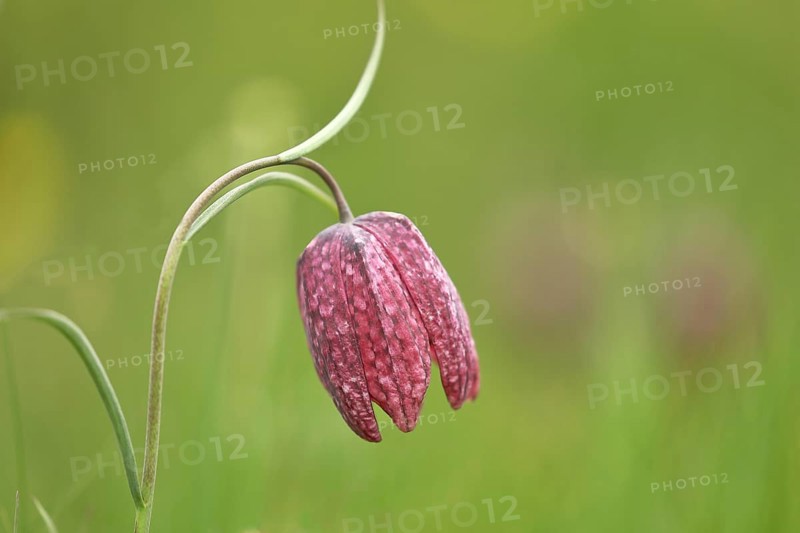 Snake's head fritillary (Fritillaria meleagris), in a meadow, Wilden, North Rhine-Westphalia, Germany, Europe