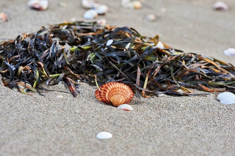 Shellfish and seaweed lying on the beach, "Platja del Fangar", nature reserve, ebro delta, Catalonia, Spain, Europe