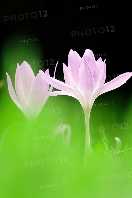 Autumn crocus (Colchium speciosum), September, Saxony, Germany, Europe