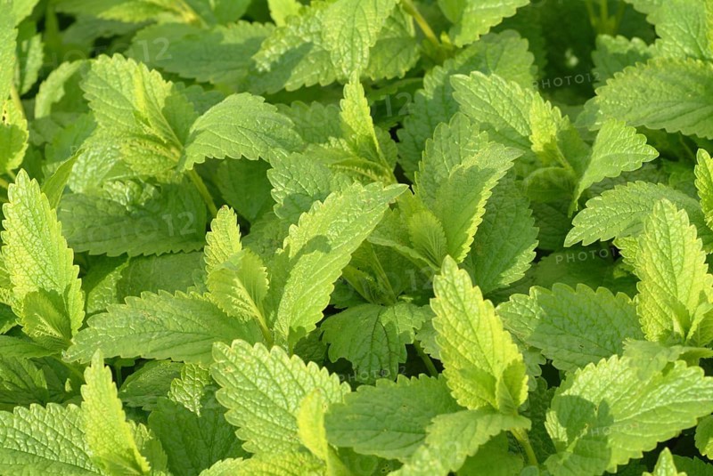 Lemon balm (Melissa officinalis) or melissa, family of the labiates, the foliage leaves, Melissae folium, are used as pharmaceutical drug, medicinal plant of the year 1988