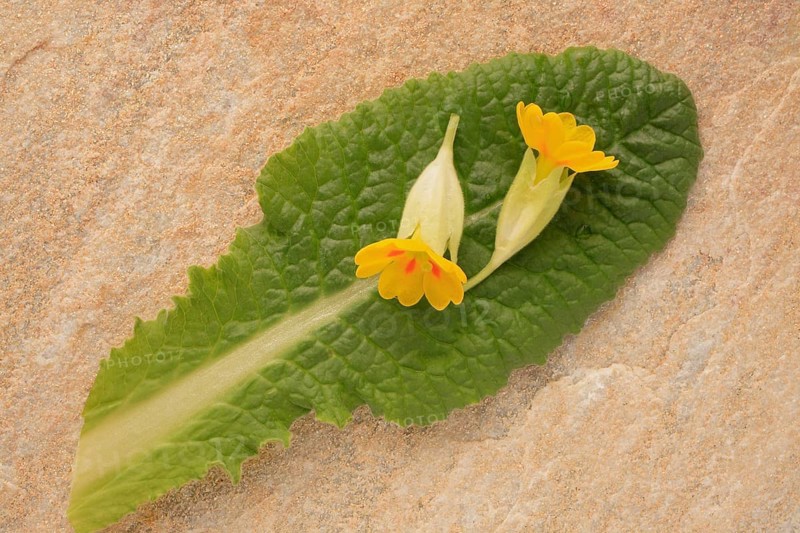 Common cowslip (Primula veris), is a species of plant from the genus Primula, medicinal plant, mainly used for colds with mucous coughs and colds