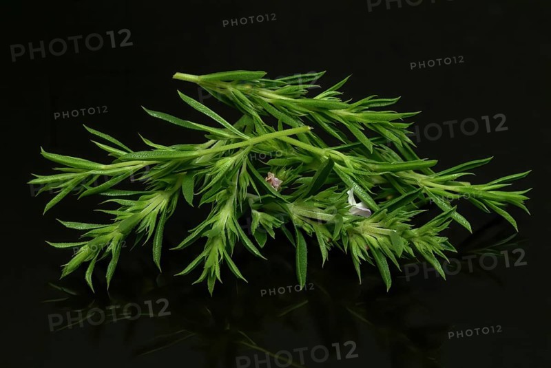 Summer savory (Satureja hortensis), also garden savory, true savory, pepperwort, family of the labiates, used since ancient times as a medicinal plant and spice plant