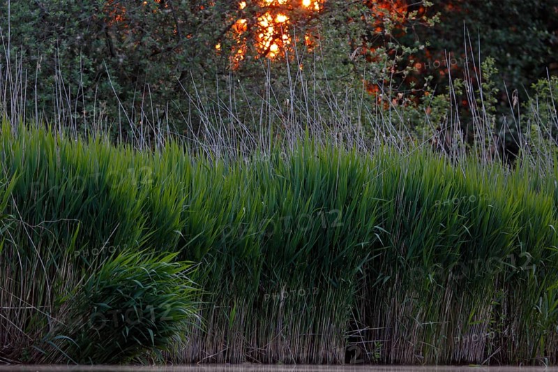 Sunset over the reeds on the Trebel River, Peene Valley River Landscape nature park Park, Mecklenburg-Western Pomerania, Germany, Europe