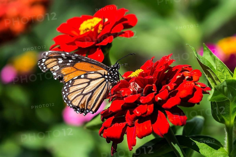 Monarch butterfly (Danaus plexippus) sitting on a red flower, Madeira, Portugal, Europe