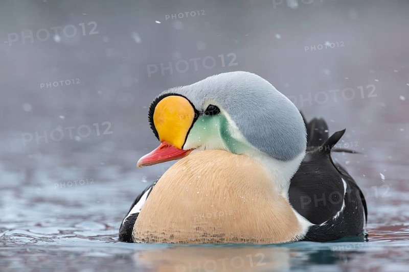 King eider (Somateria spectabilis), portrait of a male, Batsfjord, Båtsfjord, Varanger Peninsula, Finnmark, Northern Norway, Norway, Europe