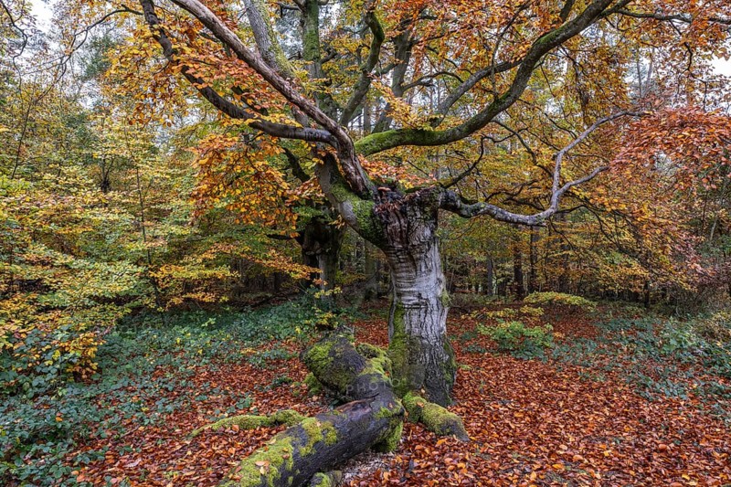 Ancient copper beech (Fagus sylvatica), Hutebuche, Hutewald Halloh, Hesse, Germany, Europe