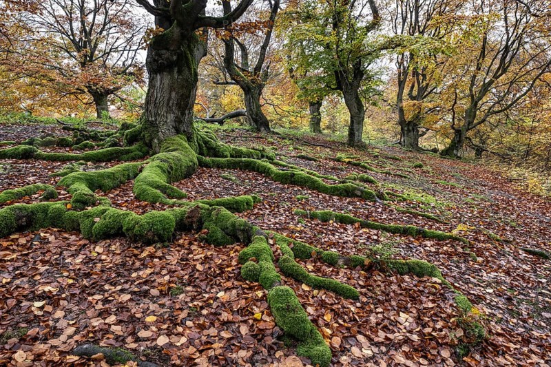 Old copper beech (Fagus sylvatica), Hutebuche, Hutewald Halloh, Hesse, Germany, Europe