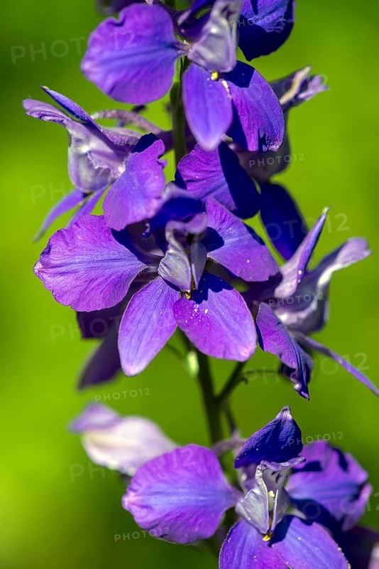 Summer knight's spur (Delphinium ajacis), Bavaria, Germany, Europe