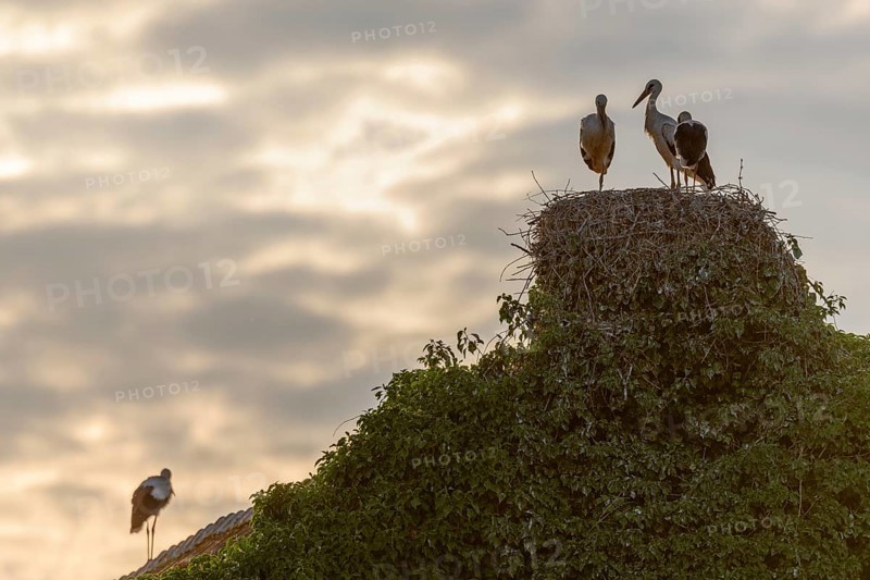 Silhouettes of white stork (ciconia ciconia) on their nest in a village at sunset. Bas-Rhin, Collectivite europeenne d'Alsace, Grand Est, France, Europe