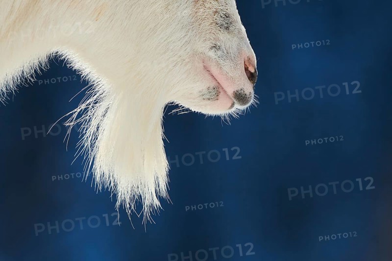 Domestic goat (Capra hircus) goatee, detail, winter in tirol, Kitzbühel, Wildpark Aurach, Austria, Europe