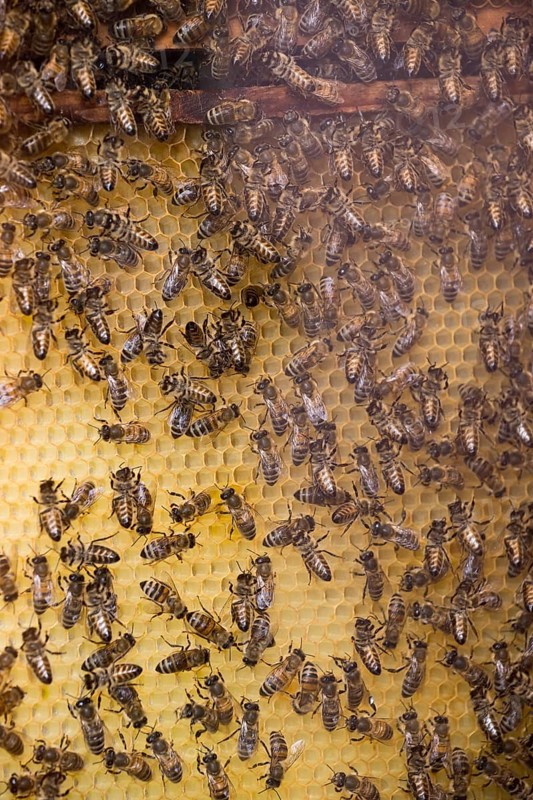 Honey bees (Apis mellifera) on honeycombs in a beehive, Lower Saxony, Germany, Europe