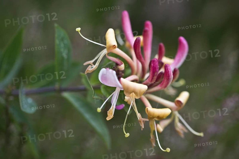 Honeysuckle (Lonicera caprifolium), Terschelling, Netherlands