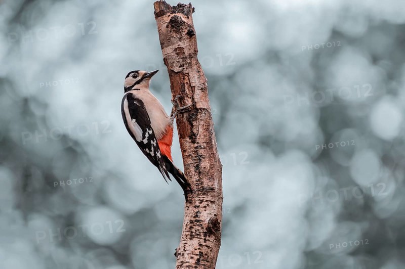 Great spotted woodpecker (Dendrocopos major), left hanging from a thick light branch, bark bursting off, looking to the right, background bright and blurred with bokeh circles, Overijssel, Netherlands