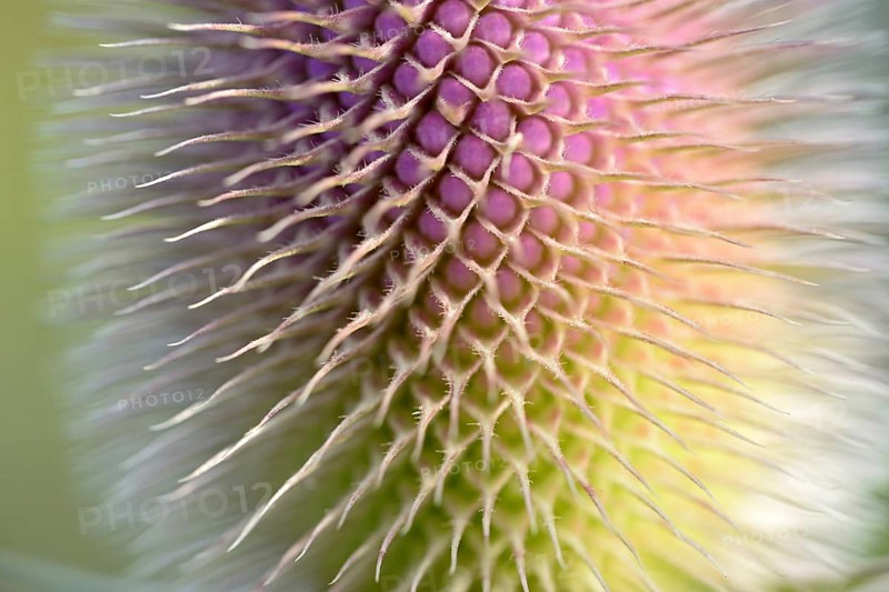 Wild teasel (Dipsacus fullonum), inflorescence in front of flowering, close-up, North Rhine-Westphalia, Germany, Europe