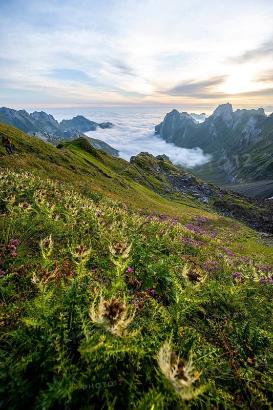 Thistles on a mountain meadow, view over Säntis mountains into the valley of Meglisalp at sunrise, Rotsteinpass, high fog in the valley, Säntis, Appenzell Ausserrhoden, Appenzell Alps, Switzerland, Europe