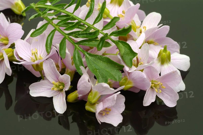 Flowers of the cuckoo flower (Cardamine pratensis), medicinal plant, contains mustard oil glycosides, bitter substances and vitamin C as ingredients