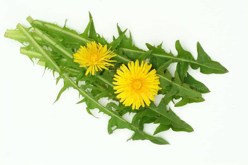 Common dandelion (Taraxacum) Ruderalia, Taraxacum officinale, medicinal plant, the most important active substances of the dandelion are the bitter substances