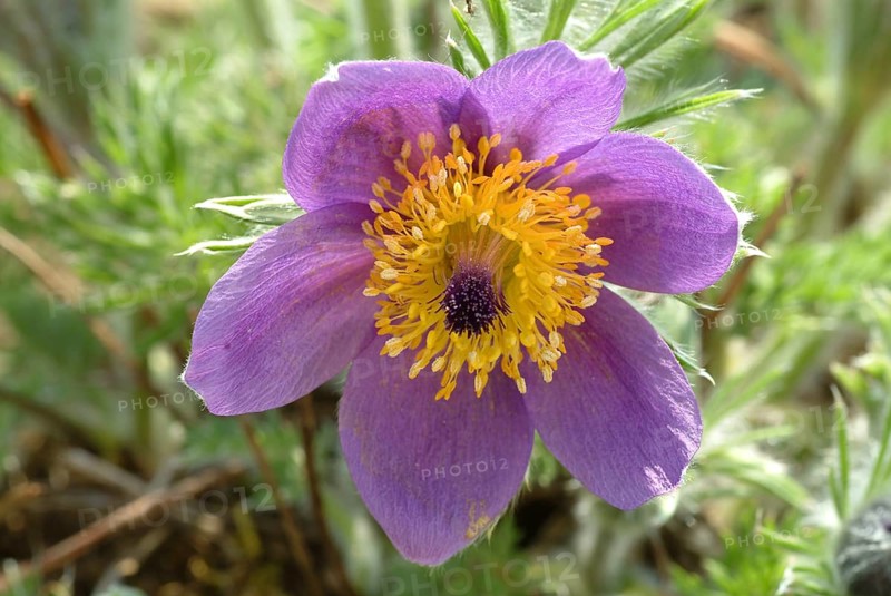 Common pasque flower (Pulsatilla) vulgaris, also known as common pasque flower, pasque flower or cow pasque flower was already valued by Hippocrates for its effect as a medicinal plant, namely for colds, headaches, anxiety, hysteria as well as for promoting menstruation