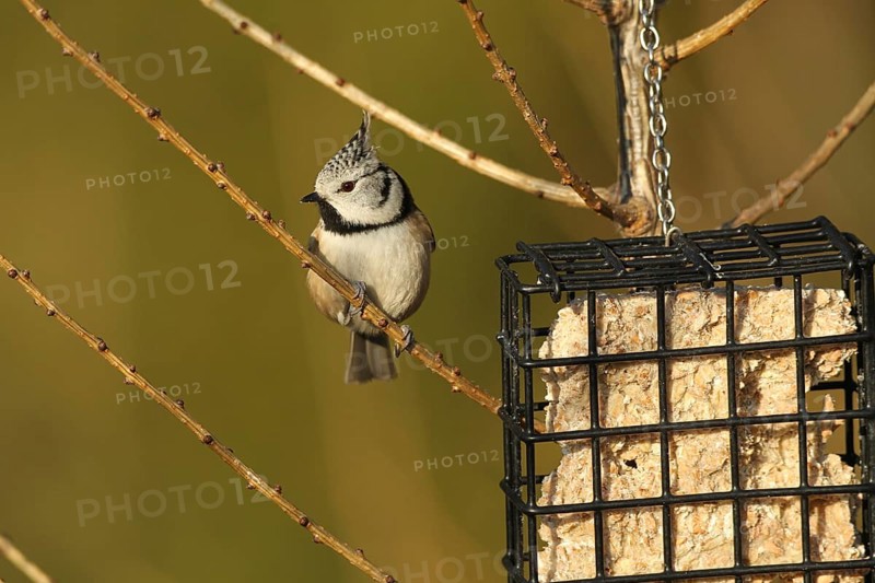 Crested Tit (Lophophanes cristatus) at winter feeding, Allgäu, Bavaria, Germany, Europe
