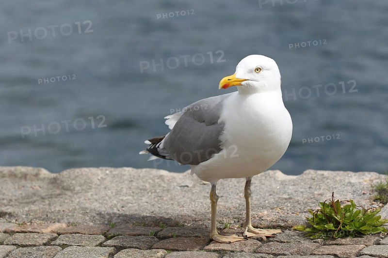 European herring gull (Larus argentatus) Old bird on the water, Southern Sweden, Sweden, Scandinavia, Europe