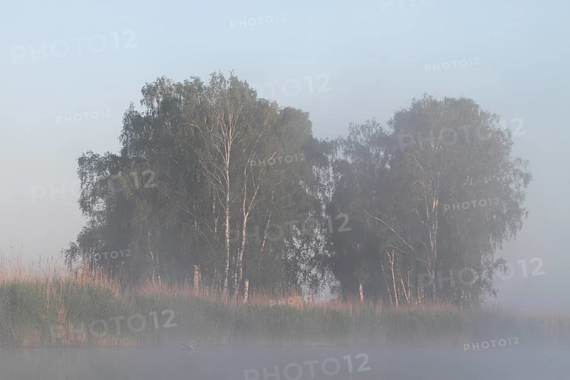 Birch forest near the shore in the fog on the Trebel River, Peene Valley River Landscape nature park Park, Mecklenburg-Western Pomerania, Germany, Europe