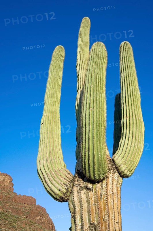 Saguaro (Carnegiea gigantea) cactus in the Sonoran desert, Organ Pipe Cactus National Monument, Arizona, US