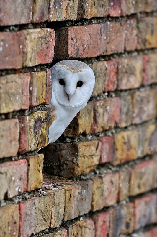 Barn owl, common barn owls (Tyto alba), Owls, Animals, Birds, Barn owl looking through hole in wall of barn, England, UK