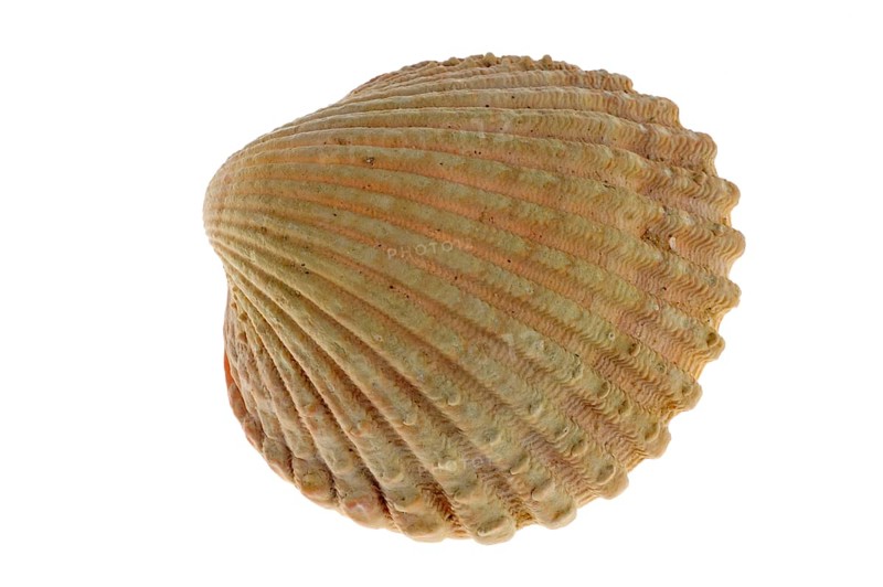 Prickly cockle (Acanthocardia echinata), Prickly cockles, Other animals, Shells, Animals, Molluscs, Prickly cockle shell on white background