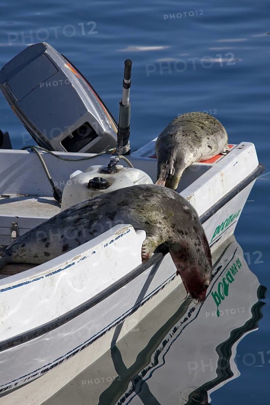 Shot Harp seals (Phoca groenlandica) in Inuit hunter's motorboat, Uummannaq, North-Greenland, Greenland, North America