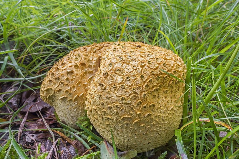 Common earthball, pigskin poison puffball (Scleroderma citrinum), common earth ball (Scleroderma aurantium) in the grass in autumn forest