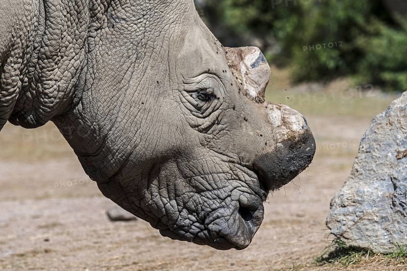 Close up of white rhinoceros (Ceratotherium simum), white rhino with cut horns as precaution against theft from poachers