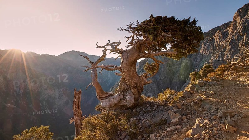 Gnarled old tree, Gingilos, Hiking on the Gingilos, Morning light, Back light, Sun rays, Cloudless blue sky, Samaria Gorge, Omalos, Lefka Ori, White Mountains, West Crete, Island of Crete, Greece, Europe