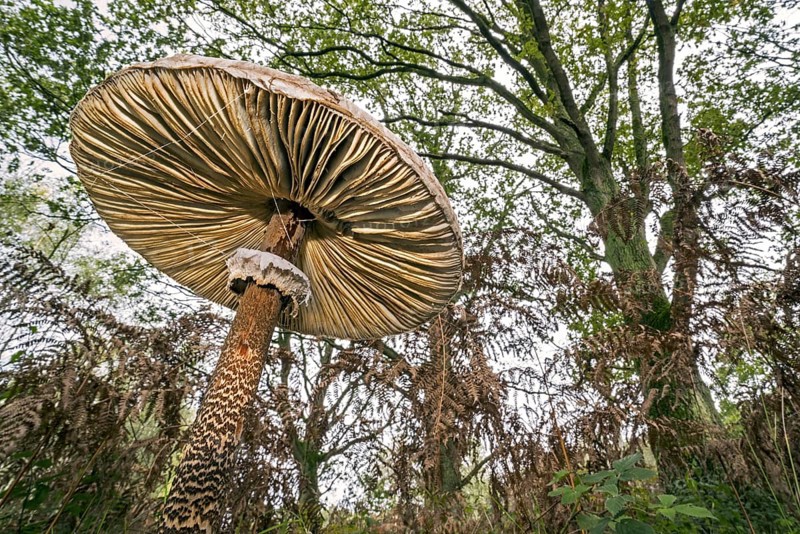 Underside of parasol mushroom (Macrolepiota procera) showing gills and movable ring in forest in autumn, fall