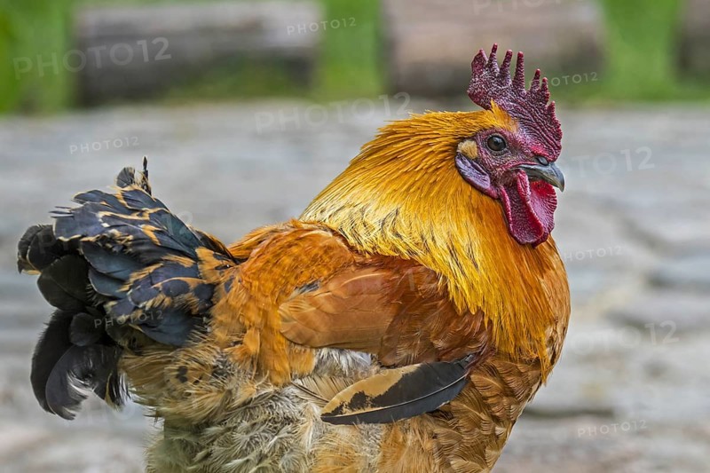 Close-up of cock, rooster, free range chicken at petting zoo, children's farm