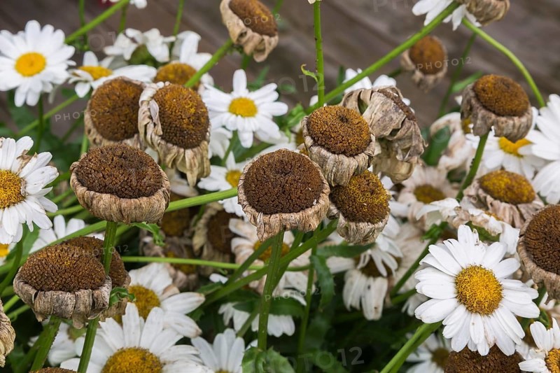 'Madonna' Shasta Daisy (Leucanthemum x superbum) with spent flowers from hot weather and lack of water in summer, Quebec, Canada, North America