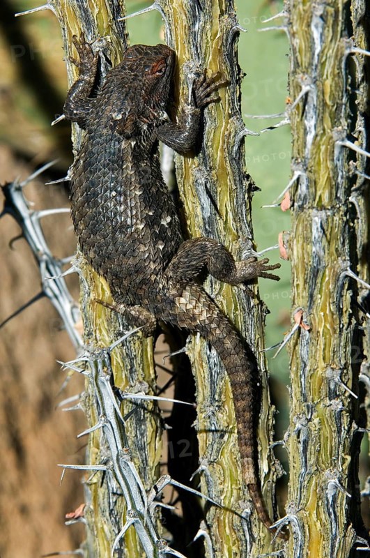 Desert spiny lizard (Sceloporus magister), Desert spiny lizard, Other animals, Iguanas, Reptiles, Animals, Desert spiny lizard climbing in ocotillo (Fouquieria splendens), native to Chihuahuan Desert an