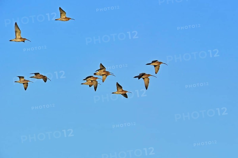 Eurasian curlew, Curlews, Animals, Birds, Waders, Eurasian curlews (Numenius arquata) flock in flight during migration