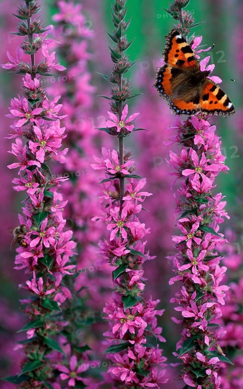 Small tortoiseshell (Aglais urticae) on purple loosestrife (Lythrum salicaria) Lower Saxony, Germany, Europe
