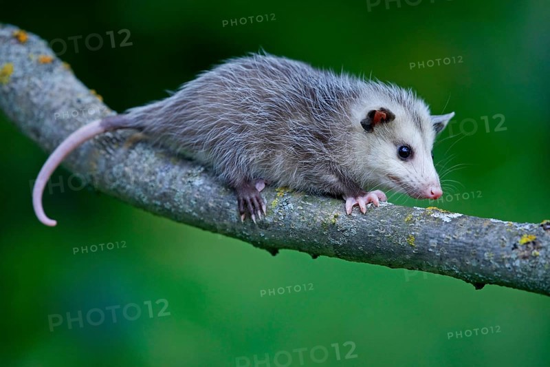 North American Opossum, young, Minnesota, USA (Didelphis marsupialis virginiana), Northern Opossum