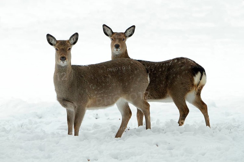 Dybowski Sika Deer, females (Cervus nippon dybowskii)