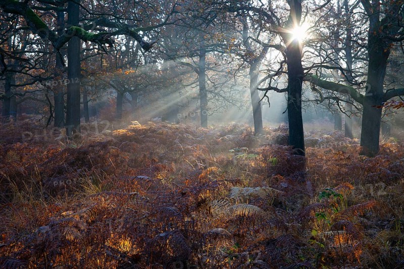 Oak forest, Reinhardswald, Hesse, Germany, Europe