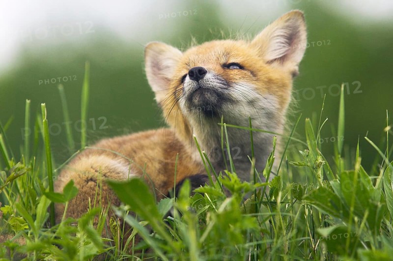 American Red Fox (Vulpes vulpes fulva) cub